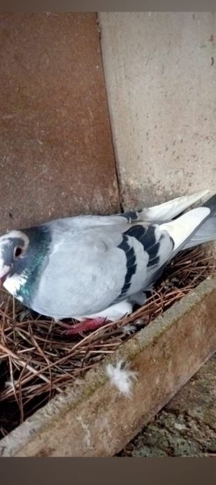 Pombos Correios em Braga