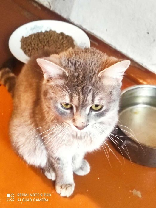 Молоденькая кошечка стерилизованная очень ласковая шикарная окраска