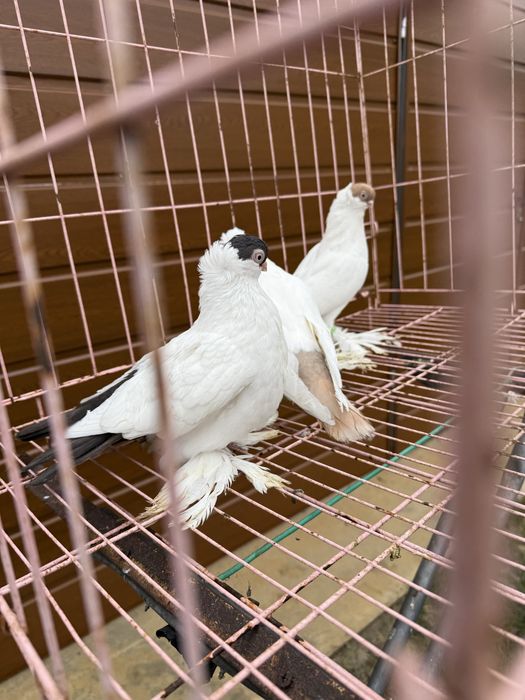 Sprzedam krymki bialostockie