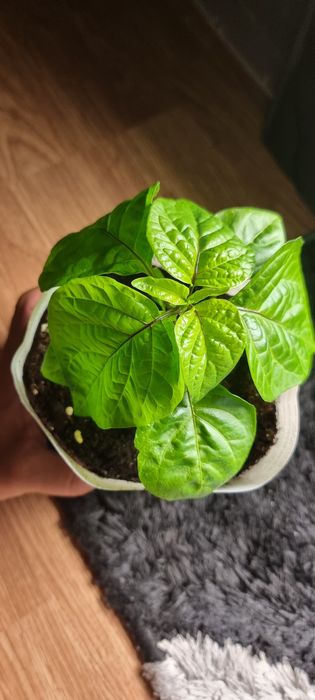 California Reaper (mudas).