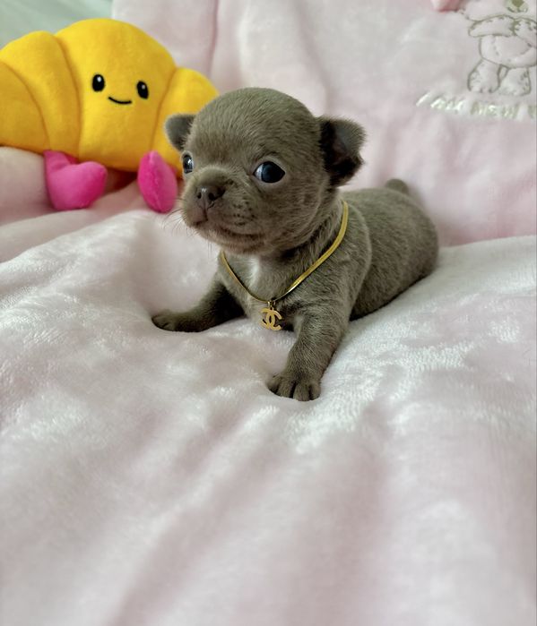 Chihuahua piękna liliowa suczka