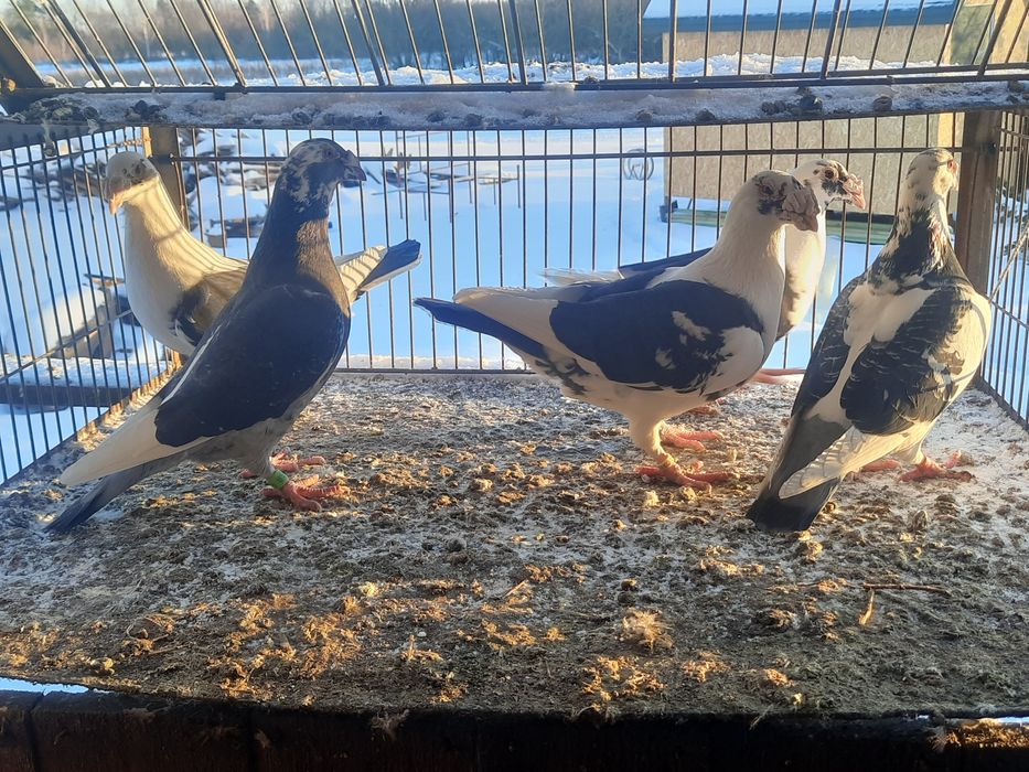 Gołębie staropolskie