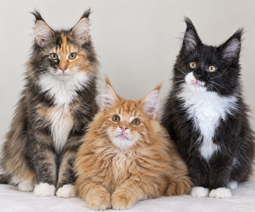 Piękny duży Maine coon Gotowy do odbioru