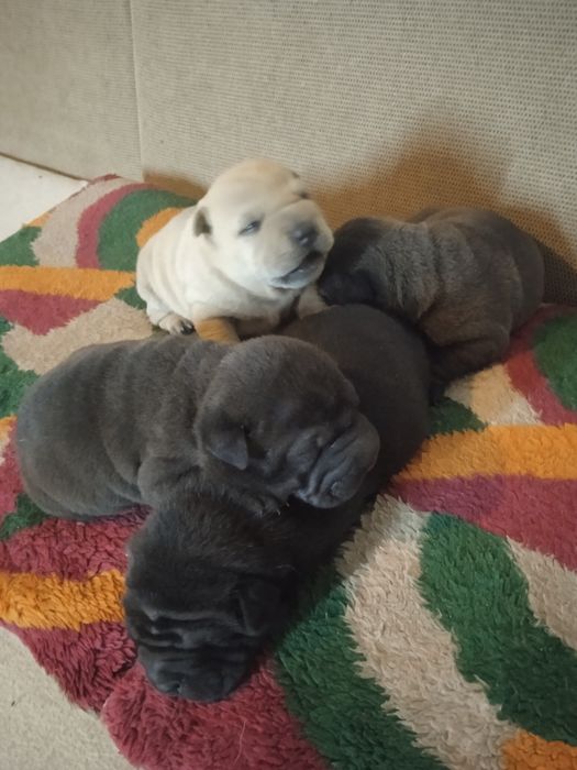 Шарпей, цуценята дівчинки.