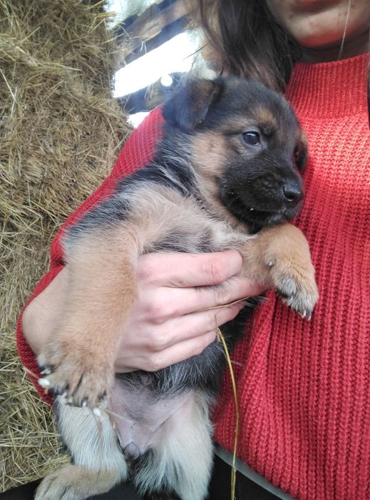Щенки немецкой овчарки смесь с бельгийской