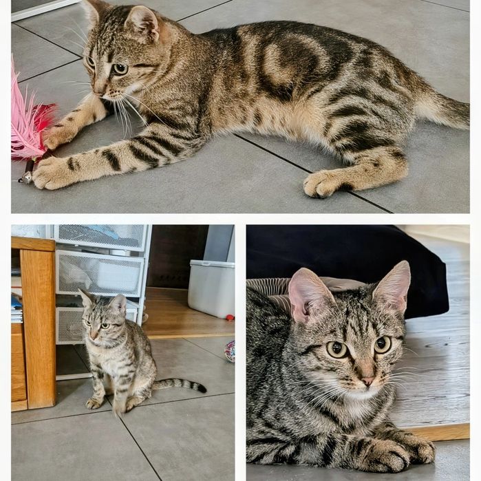 Stefcia i Julek  szukają domu
