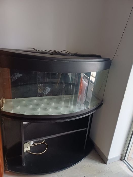 Aquário grande peixes