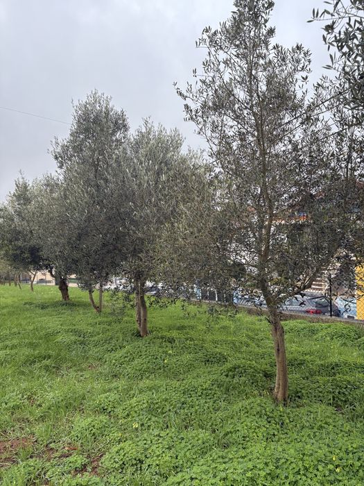 Oliveiras de trás-os-montes para venda