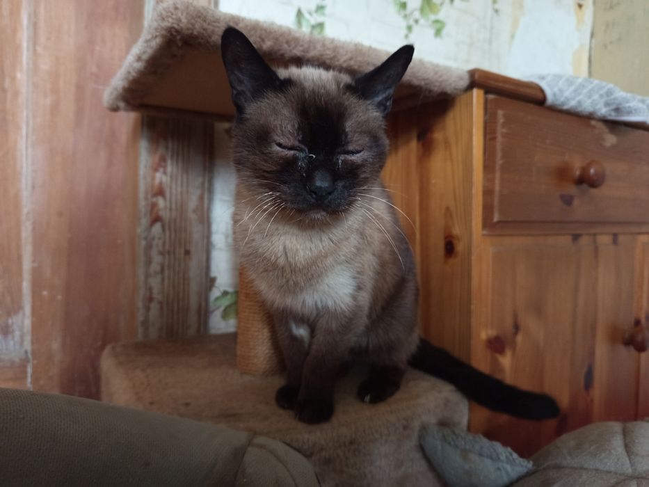 Piękna Tofi gotowa do adopcji