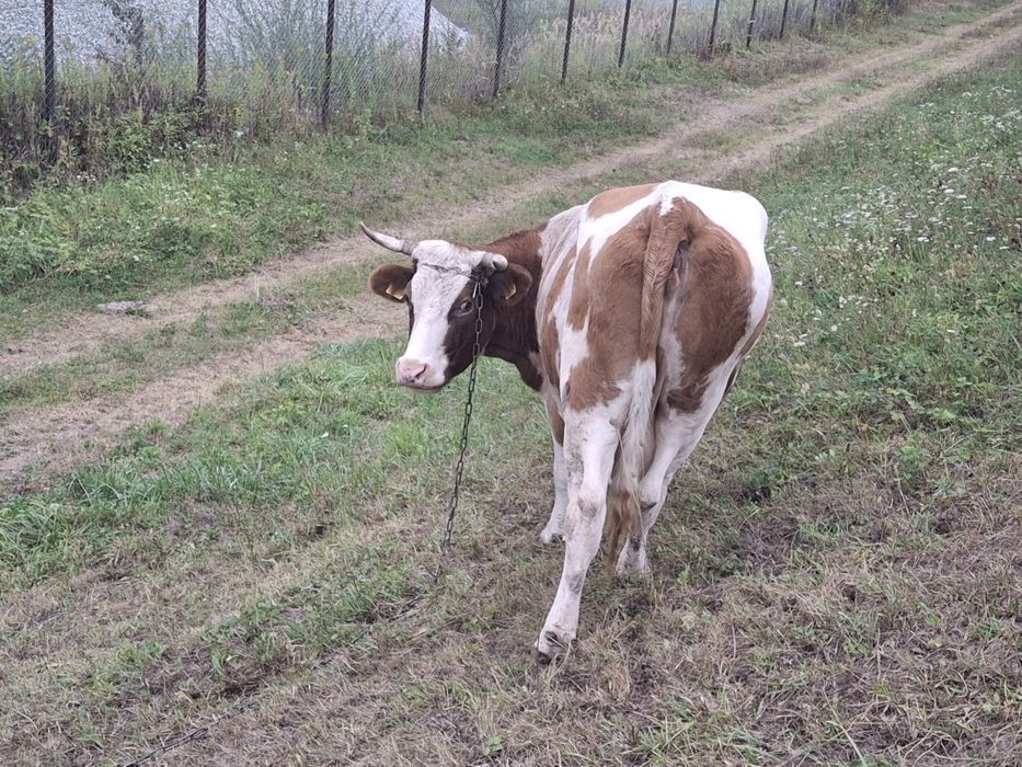 Krowa na sprzedaż