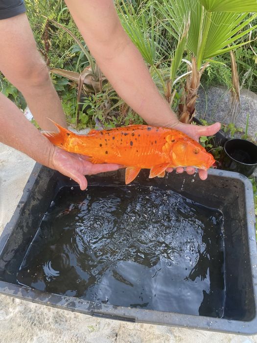 Karp EuroKoi selekt 48 cm hodowla