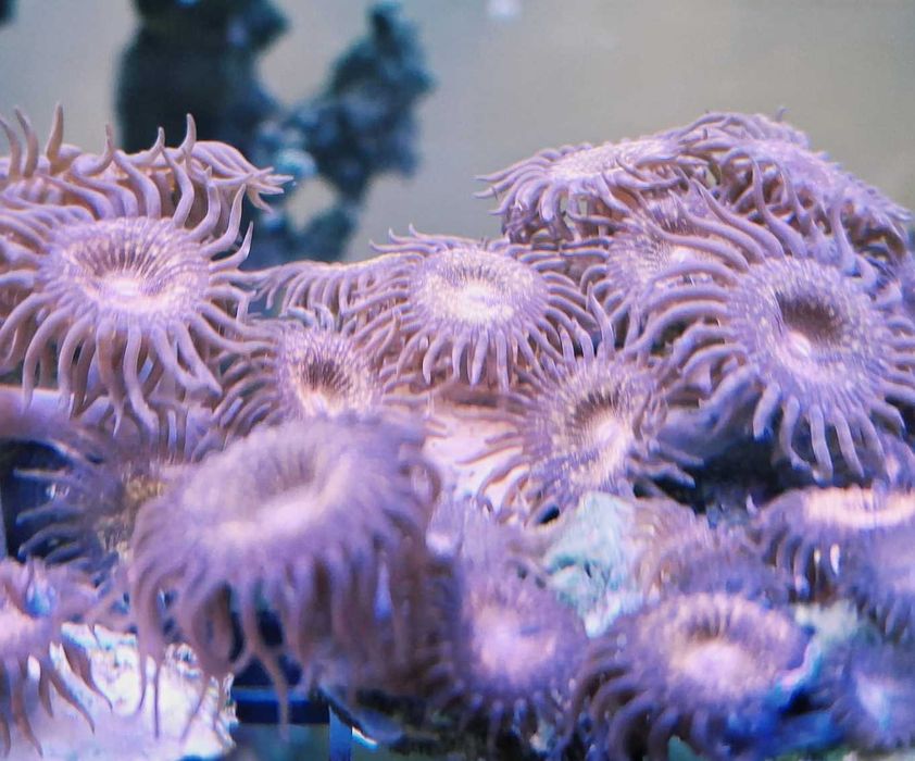 Zoanthus Zoa Fairy Dust koralowce szczepki
