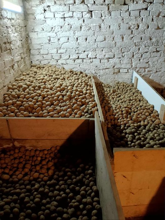 Ziemniaki  Bryza  oraz Tajfun!- dawna odmiana ! Zapraszam.