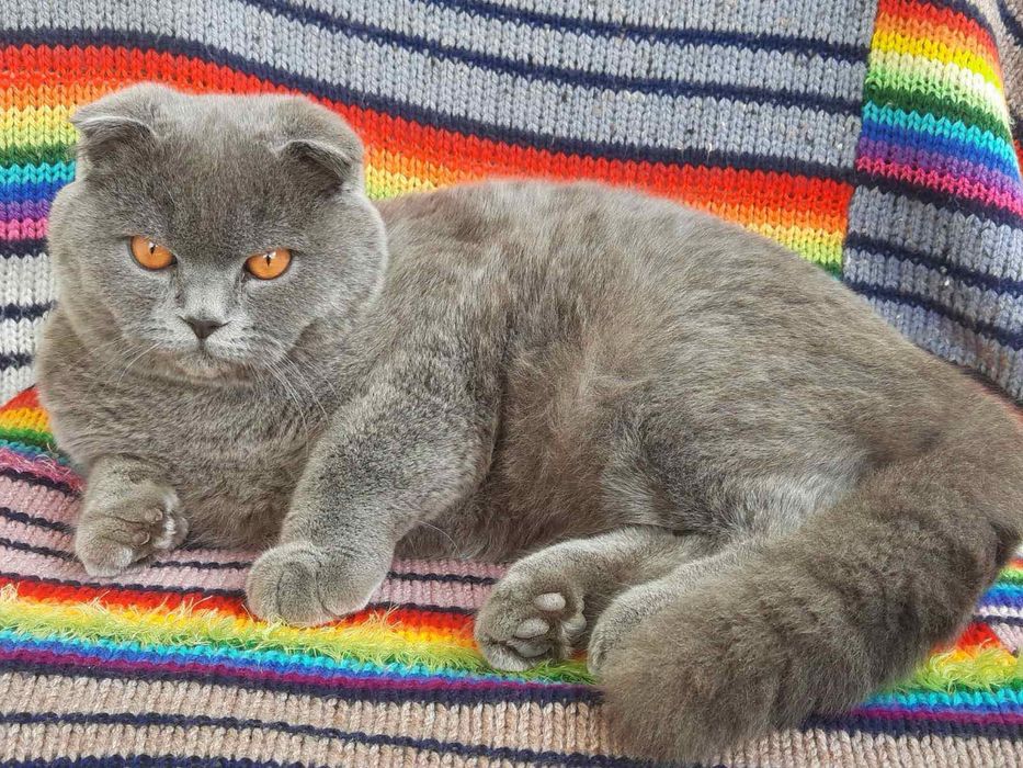 Висловухий британець на звʼязку Злучка