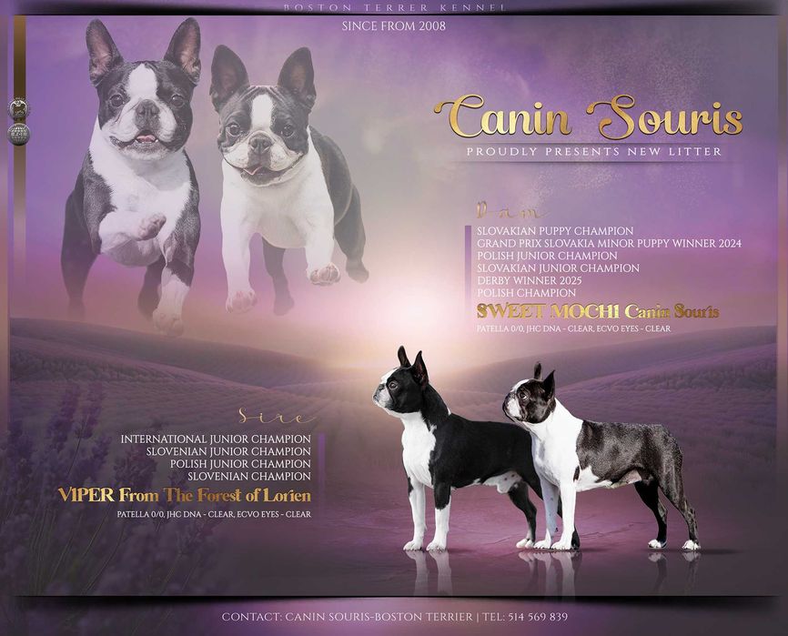 Boston terrier - suczka ZKWP Poznań