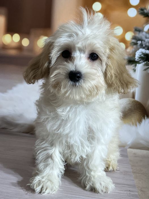 Дівчинка в Києві . Мальтипу Ф1