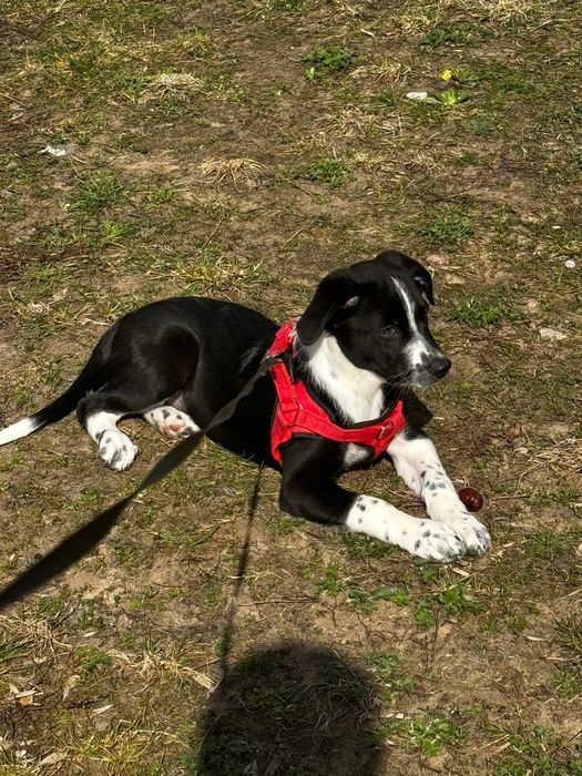 Szczeniak border collie