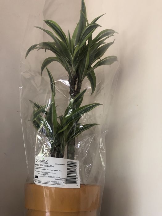 Dracena wonna duża  fragrans Lemon Lime 60 cm roślina doniczkowa