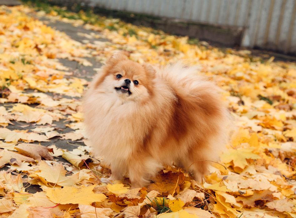 Шикарна дівчинка померанського шпіца.