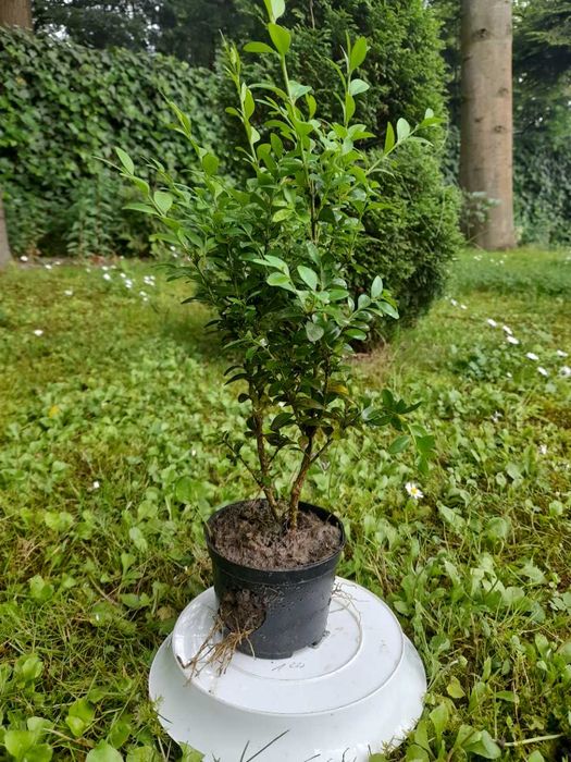 BUKSZPAN krzew, - wysokość średnia około 25 cm plus