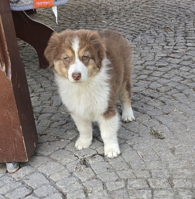 Owczarek australijski typ amerykański red tricolor samiec juz do odbioru