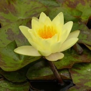 Rośliny do oczka wodnego i stawu