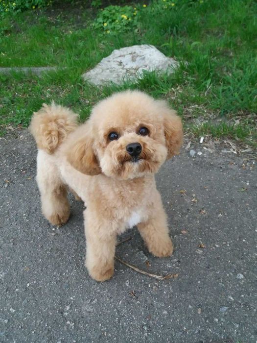 Вязка Той пудель симпатяшка)