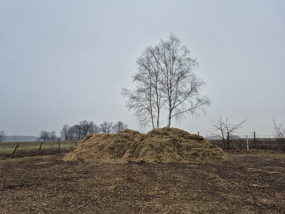 Wymienię obornik koński na słomę