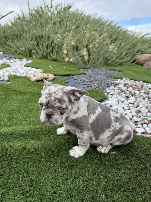 Bulldog francês blus merle olhos azuis