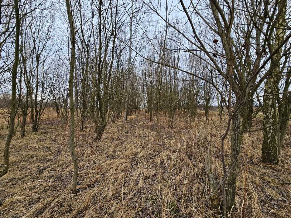 Działka leśna, las, Zgłobień