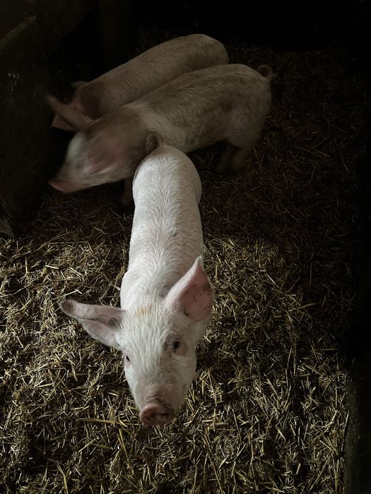 Поросята 1,5 місяці