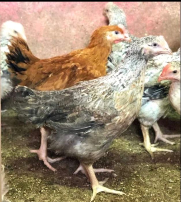 КуриОПТ,Ломан Браун,Домінант