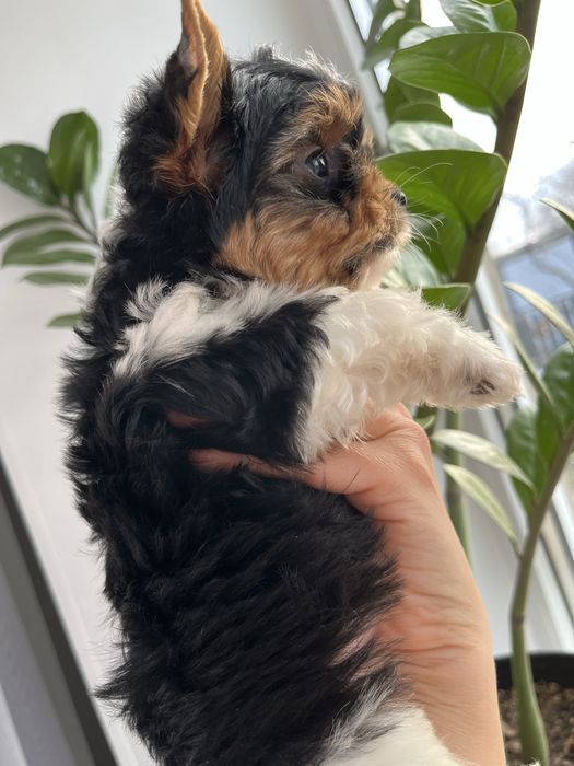 2 хлопчики Бівер йорк