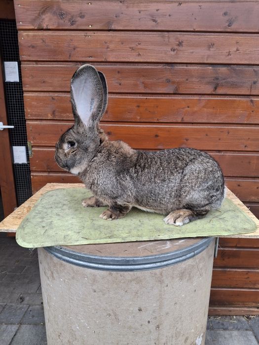 Belgijski Olbrzym szary