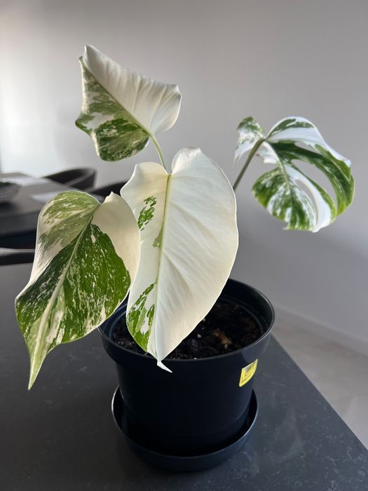 Monstera Variegata