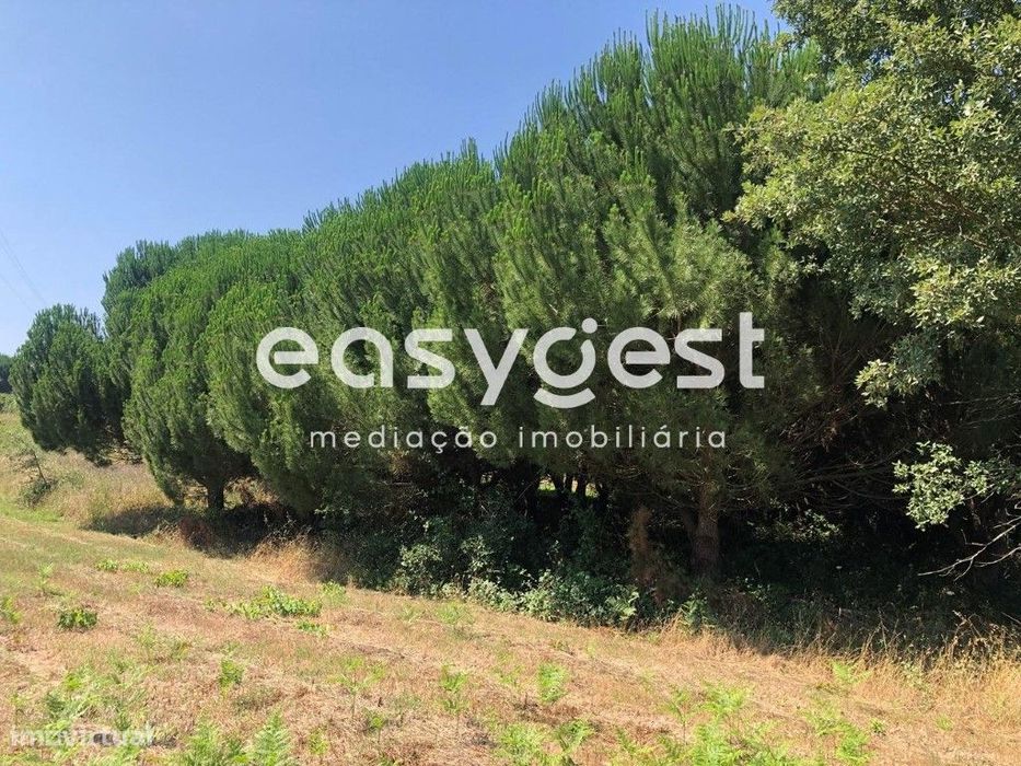Rustic Land with Stone Pines in Calvaria de Baixo - Batalha