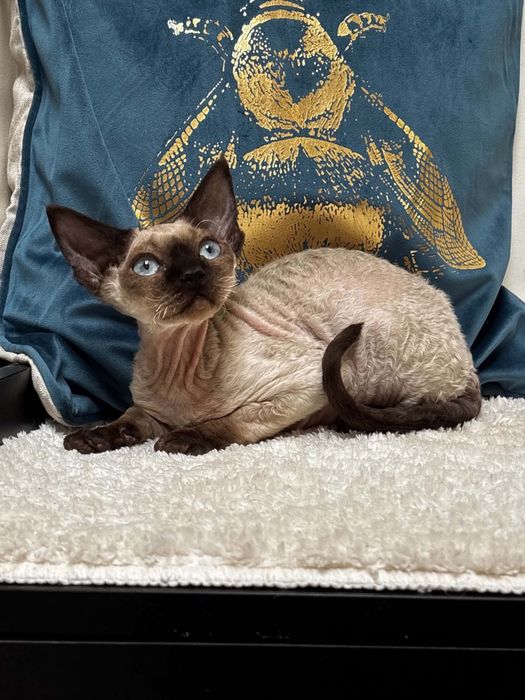 Devon rex point, kocur devon rex FPL, FIFE