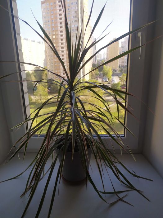 Драцена Маргината" , два деревца .