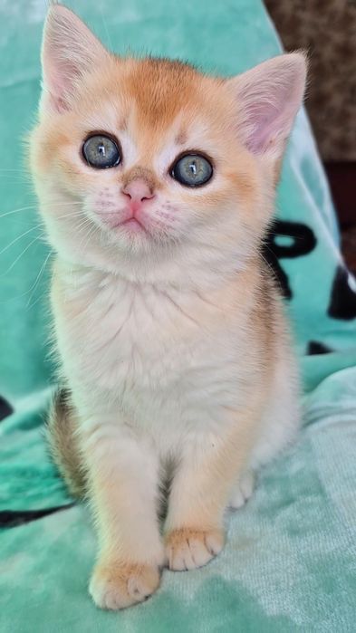 Шикарний котик золота шиншила