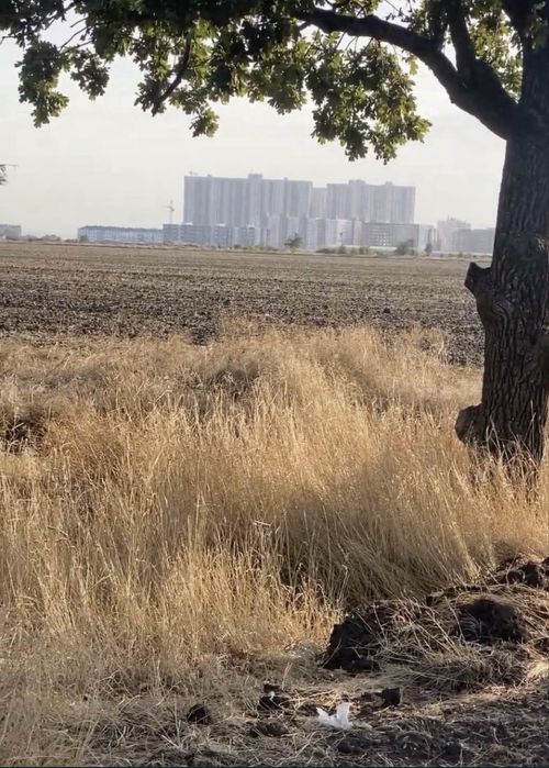 Новая нарезка  возле Початка, Одесса