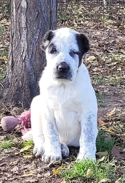 Алабай САВ дівчінка