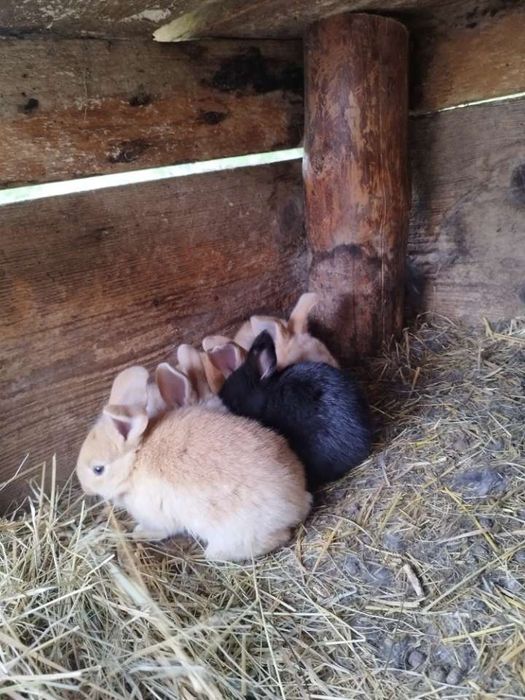 Sprzedam samice z młodymi