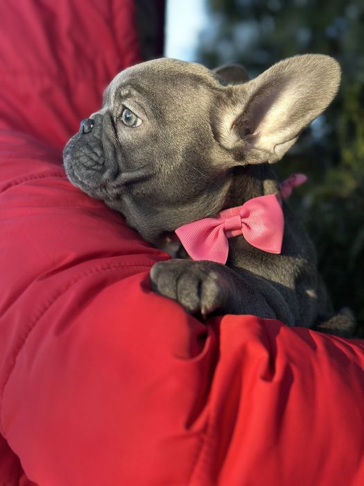 Блакитна якісна міні дівчинка французького бульдога