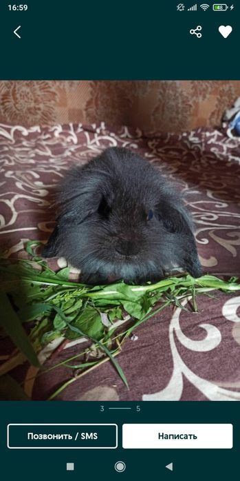 Кролик декоративный