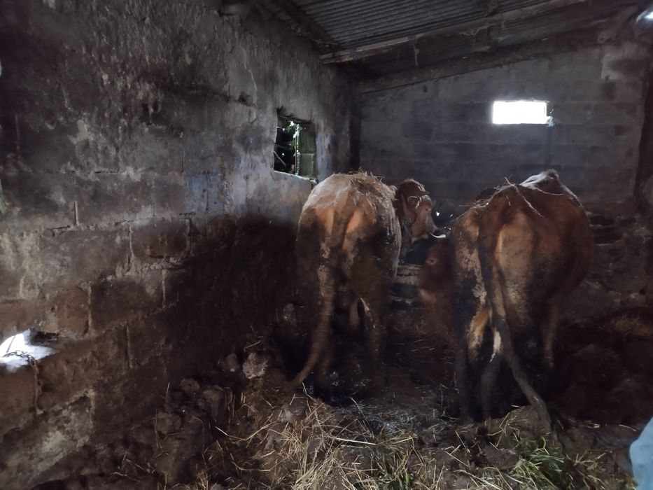 Touro raça minhota pura