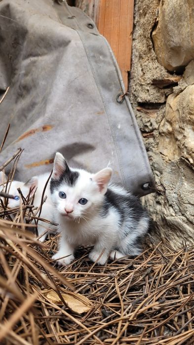 Gatos bebes para dar