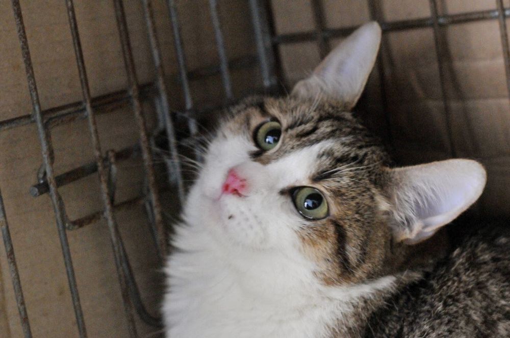 Шукає люблячу сім'ю лагідне ручне кошеня Том! кошеня