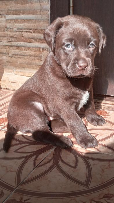 Цуценята лабрадорчики