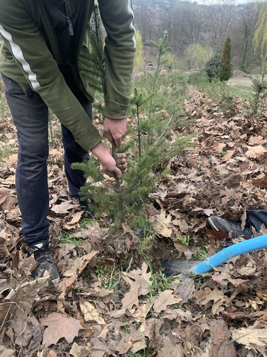 Дерево Ялиця Дугласа (Псевдотсуга), Pseudotsuga menziesii