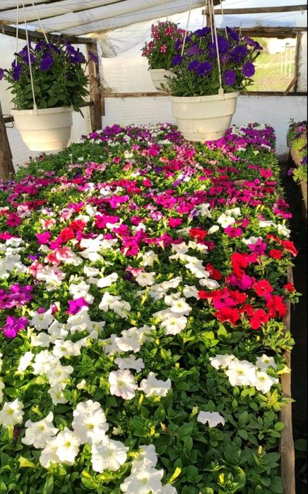 Продам цветы петуния